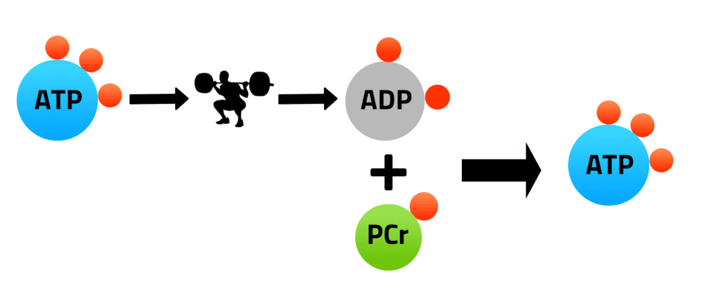 Atp Creatine Phosphate To Form